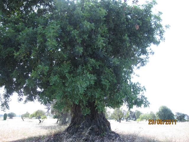 Olive tree on Benamor Golf Course in Cabanas