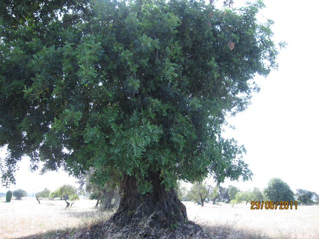 PORTUGAL EAST ALGARVE GOLF