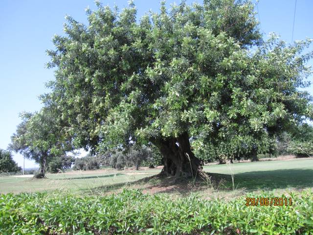 PORTUGAL ALGARVE GOLF COURSE BENAMOR