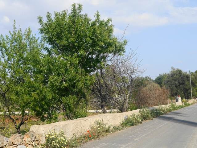 WALKS IN CONCEICAO,NEAR CABANAS IN ALGARVE,PORTUGAL