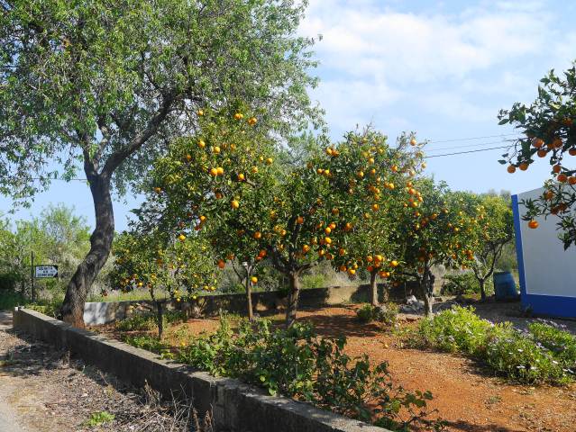ORANGE TREES IN CONCEICAO DE TAVIRA.CABANAS ALGARVE