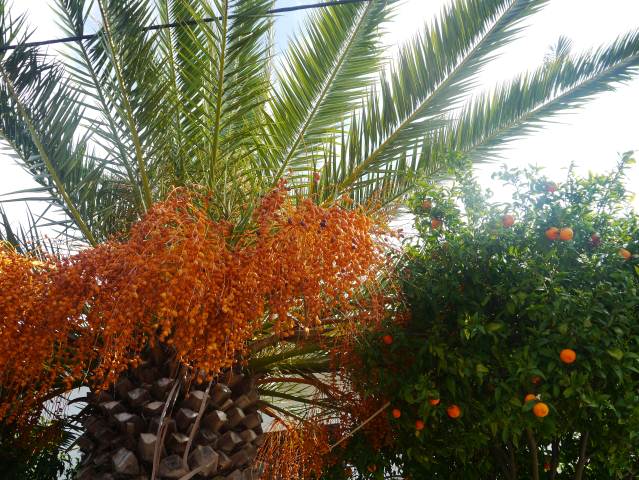 Algarve Tropical Palm & Oranges