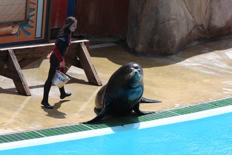 SEALION AT ZOOMARINE ALGARVE PORTUGAL