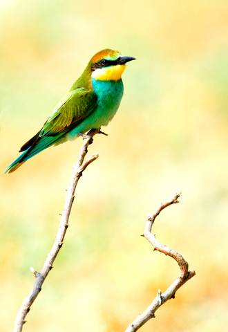 ALGARVE ORNITHOLOGY ,BIRDWATCHING