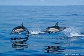 ALGARVE DOLPHINS with east-west-algarve.com