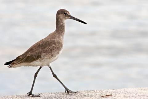 Algarve Ornithology a Sadnpiper