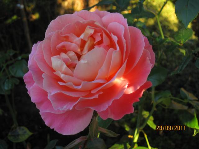 Algarve gardens rose photograph for sale