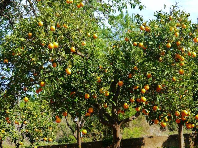 Orange Trees Tavira Conceicao East Algarve