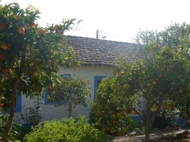 ORANGE TREES AND COTTAGE,CABANAS DE TAVIRA.,PORTUGAL