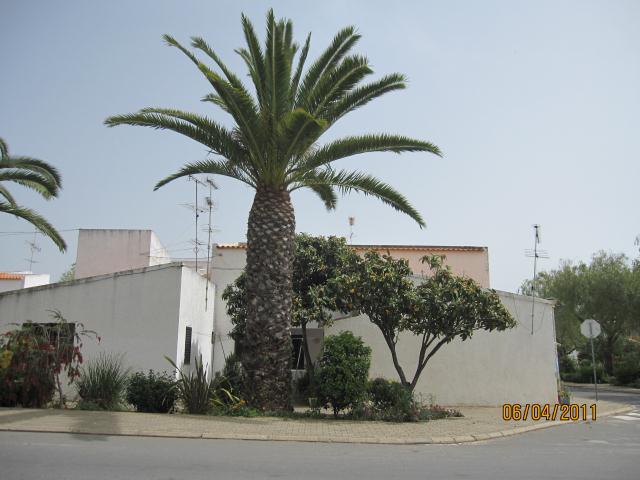 PALM TREE CABANAS ALGARVE PORTUGAL