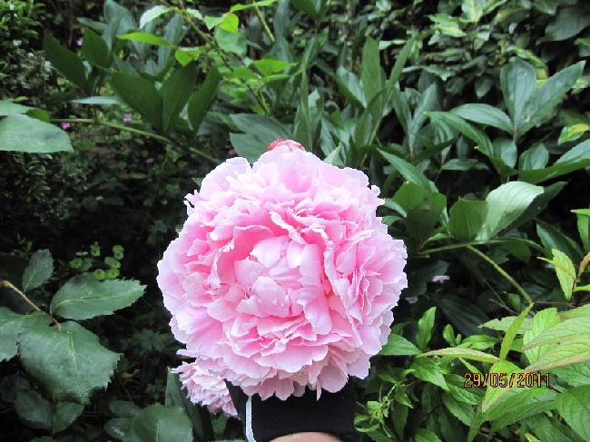 Paeony SARAH BERHARDT.Photograph by east-west-algarve