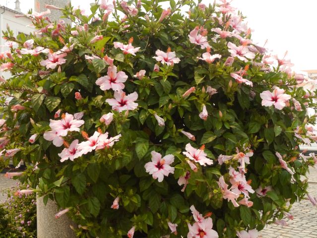 Hibiscus flowerers in Tavira East Algarve Portugal