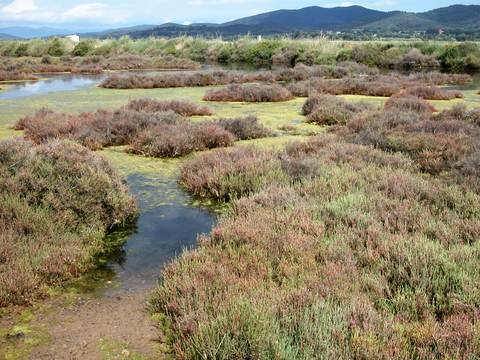 SALT MARSHES IN EAST ALGARVE