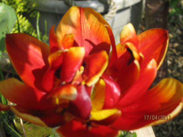 Tulip Photograph from east-west-algarve.com