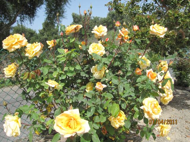 THE YELLOW ROSE OF PORTUGAL ALGARVE