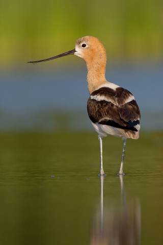 Avocet in the East Algarve,Portugal