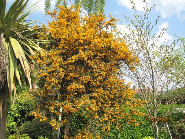 East-west-algarve Berberis Darwinii