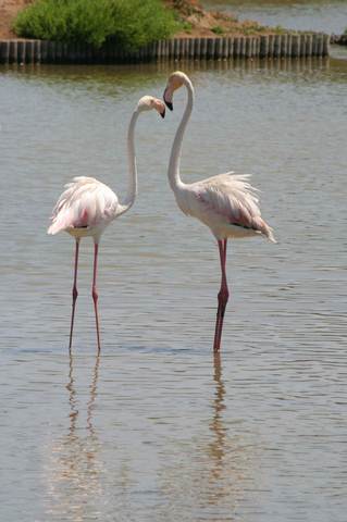 Flamingos in the Algarve Portugal