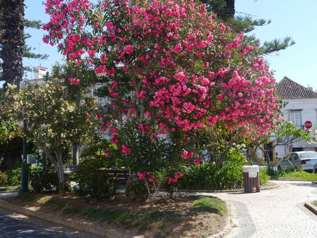 OLEANDER PLANT IN TAVIRA,ALGARVE PORTUGAL